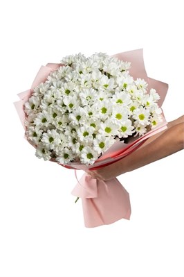Букет Белых хризантем ромашка Бакарди 15 шт 2434_9CC74