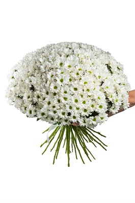 Букет Белых хризантем ромашка Бакарди 51 шт 2437_36E45